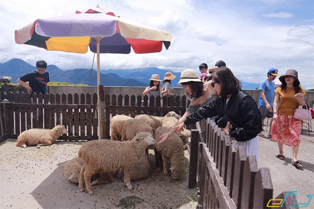 Du lịch trại cừu Yên Thành Nghệ An: địa chỉ trại cừu
