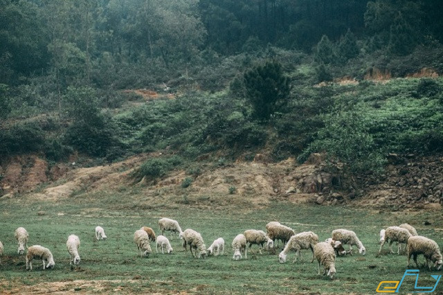 Du lịch trại cừu Yên Thành Nghệ An 2018